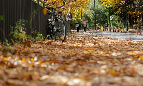 낙엽비 내리는 가을