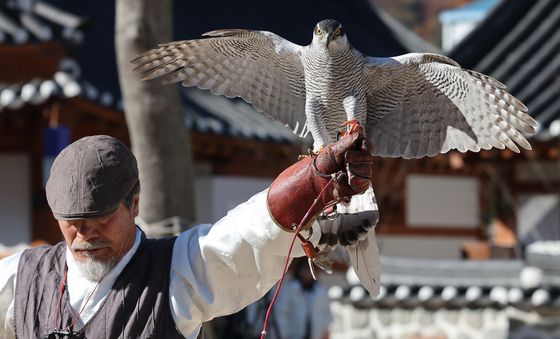 대전문화재단 매 사냥 체험