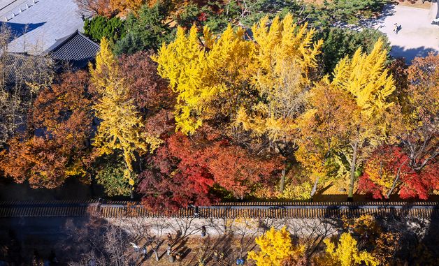 울굿불긋 단풍으로 멋을 낸 덕수궁