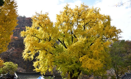 은행나무 아래에서