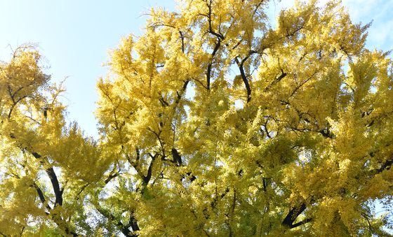 운곡서원 은행나무 음악회