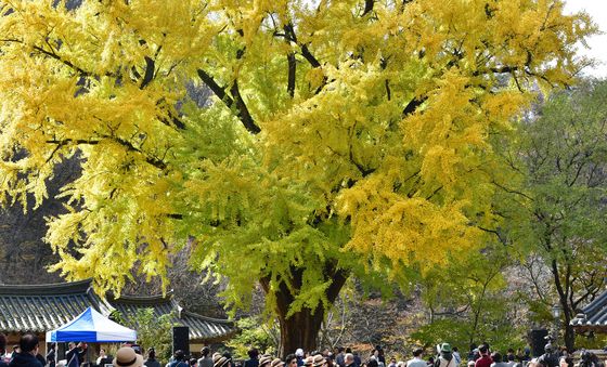 노란색 옷입은 은행나무
