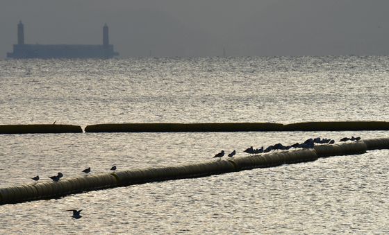 아침 준비하는 갈매기들