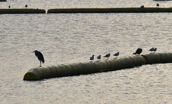 먹잇감 찾는 왜가리