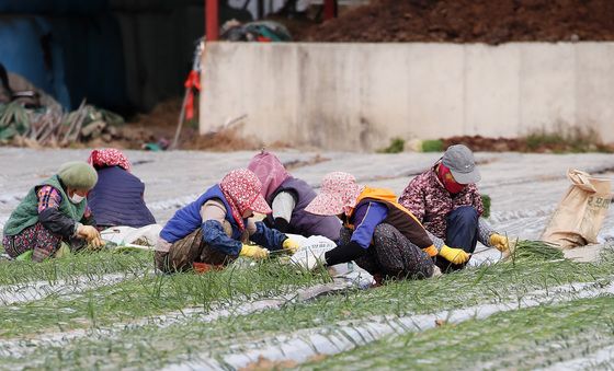 옹기종기 모여 양파모종 심기