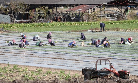 옹기종기 모여 양파모종 심기