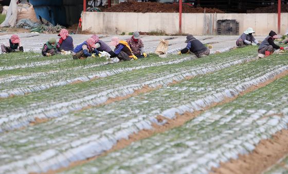 양파 모종 심는 농촌