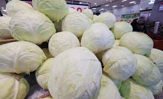 양상추 대신 양배추