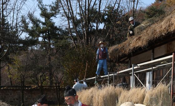초가지붕 이엉 잇기 작업