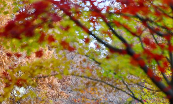 장태산의 가을 끝자락