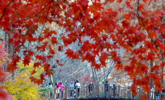 알록달록 늦가을 단풍