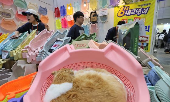 소쿠리 모양의 캣방