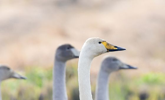 우유빛깔  큰고니