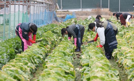 '김장 배추 수확합니다'
