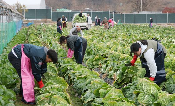'김장 배추 수확합니다'