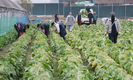 '김장 배추 수확합니다'