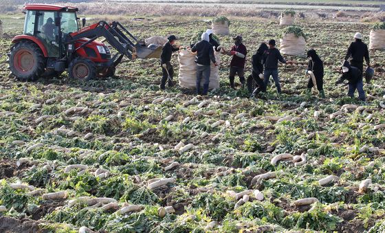 무는 단무지 생산, 무청은 시래기