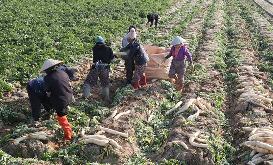 무는 단무지 생산, 무청은 시래기