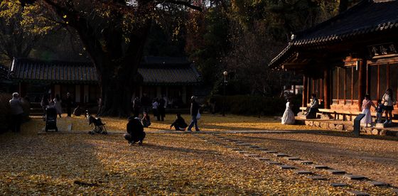 전주향교 찾아 늦가을 정취 즐기는 관광객들