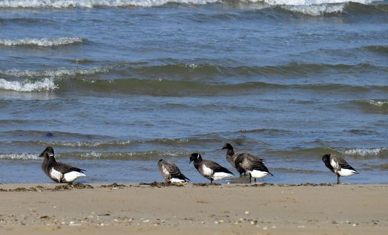 포항찾아온 천연기념물 제325-2호 흑기러기