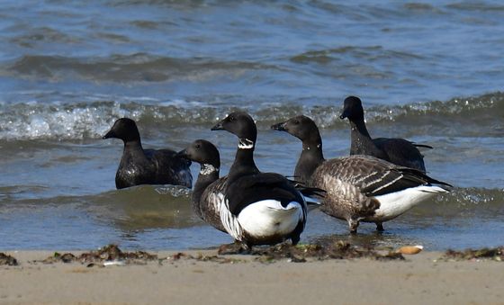 포항 해안 찾아온 흑기러기