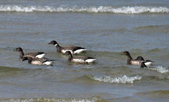흑기러기 파도를 넘어