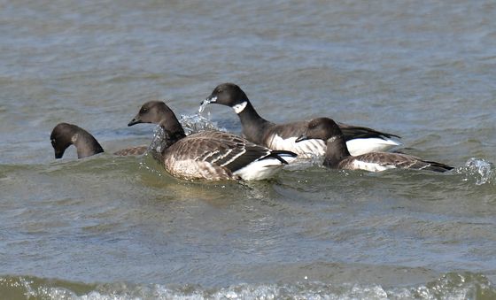 바다 수영하는 흑기러기