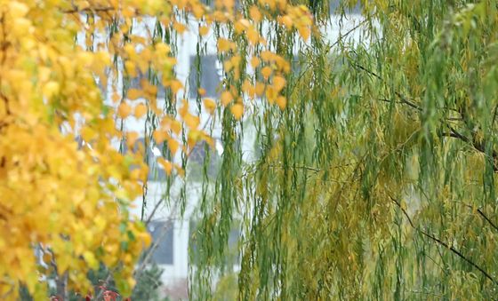 서울에 내린 늦가을비