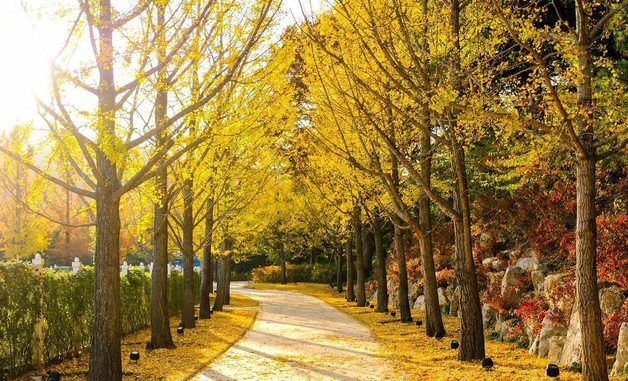 에버랜드, 가을 낭만 '3색 힐링 코스' 즐겨요