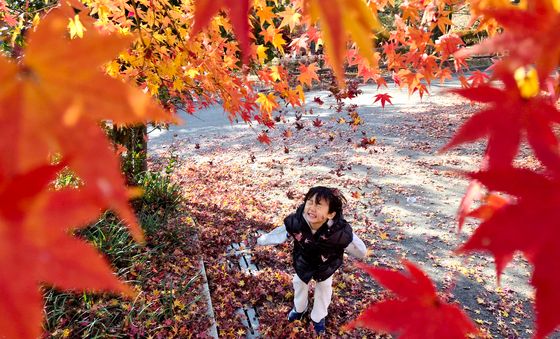 단풍 속 낙엽 놀이