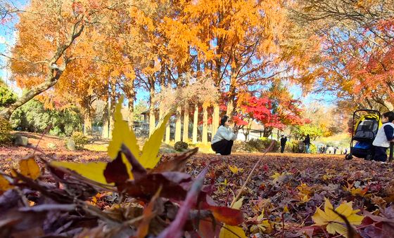 늦가을 정취 가득한 전주 동물원 단풍길