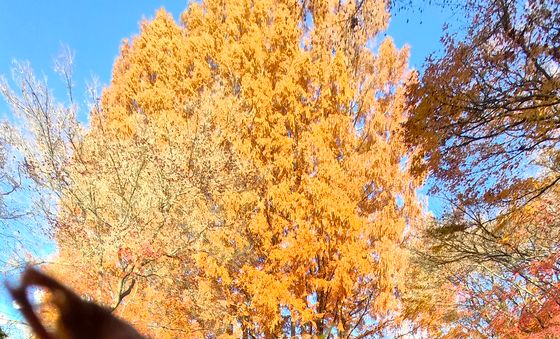 늦가을 정취 가득한 단풍길