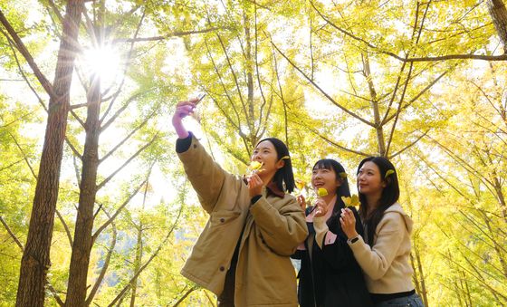 노랗게 물든 은행나무숲