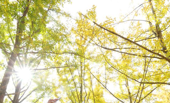 노랗게 물든 은행나무숲