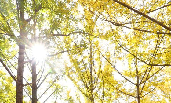 은행나무 숲에서