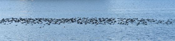 먹잇감 찾아나선 가마우지