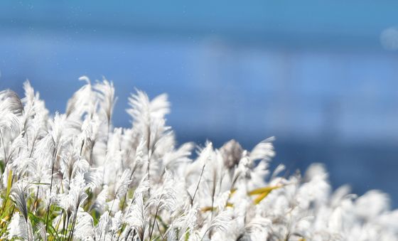 갈대의 계절