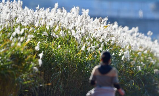 가을 햇살에 반짝이는 갈대