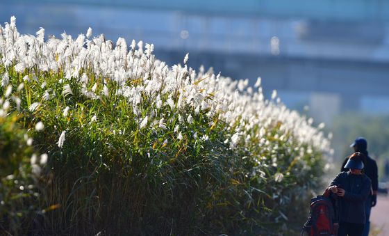 갈대 밭 사이로