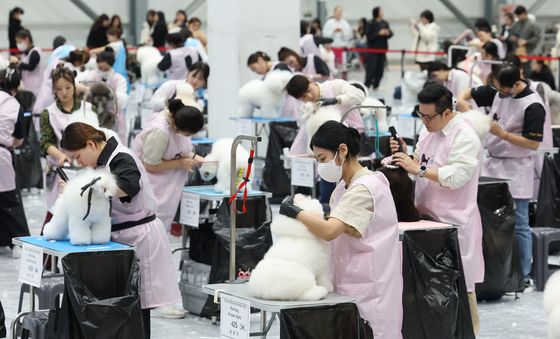 반려견 미용 콘테스트