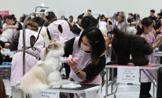 반려견 미용 콘테스트