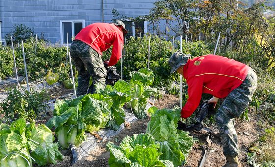 배추 밭으로 출동한 해병대