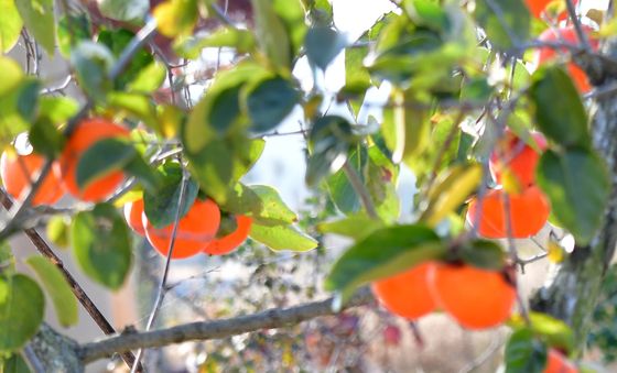 감나무 아래에서