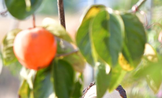 감따는 토우 인형