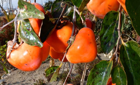 감나무와 미소토우