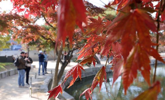 붉게 물든 단풍