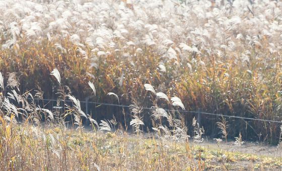 반려견과 함께 가을산책