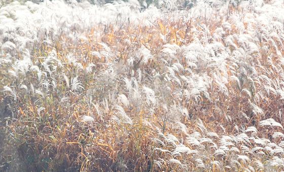 반려견과 함께 가을산책