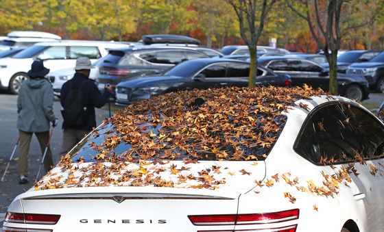 차량 위에 쌓인 낙엽