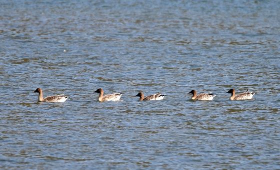 줄맞춰 이동하는 큰기러기